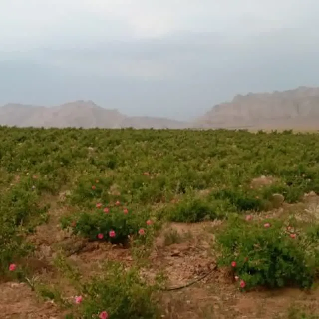 شروع مزارع هراچیک